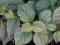 Schizophragma hydrangeoides 'Moonlight'  Przywarka