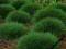 KOSTRZEWA ZIELONA MROZOODPORNA!!! NOWOŚĆ!!!