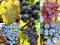 Winorośl winogron na nasz klimat, komplet 10 sztuk
