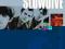 SLOWDIVE: ORIGINAL ALBUM CLASSICS [3CD]