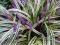 Liriope SILVERY SUNPROOF 15cm /TWOJESADY Liriope SILVERY SUNPROOF 15cm /TWOJESADY