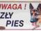 Tabliczka  UWAGA ZŁY PIES ! OWCZAREK NIEM KRÓTKOWŁ