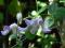Powojnik - Clematis - 'Hanna' botaniczny