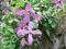 Powojnik - Clematis - Heather Herschell GI