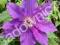 Powojnik - Clematis - Kacper