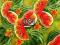 (gosia) Serwetki decoupage  ARBUZY 2szt  (54)