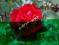 E-drzewka-RÓŻA WIELKOKWIATOWA CZERWONA NR 18