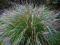 PENNISETUM ALOPECUROIDES JAPONICUM
