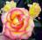 E-drzewka- RÓŻA WIELKOKWIATOWA tricolor NR 1