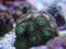 Zoanthus zielony L (duże polipy)