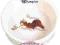 TRIXIE MISKA CERAMICZNA DLA KOTA  200ml TX-4007