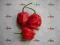 Habanero Red Savina ostra (bhut) chilli POLECAM