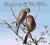 Symphony of The Birds