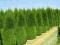 TUJA, SMARAGD - THUJA SZMARAGDOWA - ŻYWOTNIK 100sz