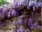 WISTERIA - NAJPIĘKNIEJSZE PNĄCZE - KWIATY 50cm !