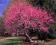 Judaszowiec kanadyjski (Cercis canadensis)