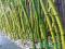 MROZOODPORNY BAMBUS - Phyllostachys pubescens 4nas