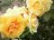 Róże,róza kremowa - pachnąca - rozetowy kwiat!