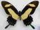 Papilio torquatus Cramer, 1777 Peru