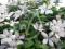 CLEMATIS powojnik Jan Paweł II, ogromne kwiaty