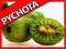 AKTINIDIA ISSAI, KIWI, SMACZNE OWOCE, DUŻE SADZ.