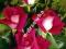E-drzewka-RÓŻA WIELKOKWIATOWA CZERWONA NR 10