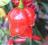 Satan Strain Trinidad Scorpion Moruga 1.500.000SHU