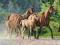 ! Puzzle 2000 Castorland C-200313 Purebred Araby