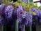 GLICYNIA CHIŃSKA WISTERIA PIĘKNE FIOLETOWE PNĄCZE