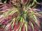 Hakonechloa NAOMI jesienne przebarwienie BAMBUS