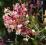 WICIOKRZEW JAPONICA PURPUREA 40-60 cm sadzonka P9