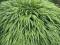 Hakonechloa 'Albo-striata' Trawa bambusowa P9