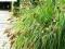 trawa ozdobna Pennisetum Aut.Magic-już niższa cena