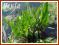 Szczaw lancetowaty (Rumex hydrolapathum) p9