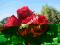 RÓŻA ANGIELSKA CZERWONA SILNIE PACHNĄCA