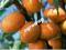 MORELA Early Orange- obficie owocuje