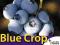 Borówka Amerykańska Sadzonka - odmiana Blue Crop