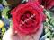 E-drzewka- RÓŻA WIELKOKWIATOWA CZERWONA NR 4