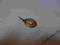 Złota zawieszka 0.8g pr 585/583 za 69zł /z