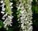 WISTERIA Glicynia Biała 70-80 cm dł C2