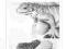Iguana legwany jaszczurki gady hodowla terrarium