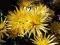 Chryzantema , złocień  @ Żółte igiełki @