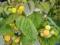 Malina zolta maliny zlota jesien slodkie owoce