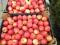 Sprzedam jabłak odmiana Gala Must i inne odmiany
