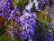 acm WISTERIA GLICYNIA CHIŃSKA FIOLETOWA PROMOCJA