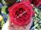 E-drzewka- RÓŻA WIELKOKWIATOWA CZERWONA NR 4