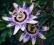 PASSIFLORA_ _MĘCZENNICA BŁĘKITNA_ _SADZONKA 20-40