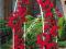 RÓŻA PNĄCA CZERWONA- SZYBKI PRZYROST 6 METRÓW !NR2