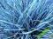Trawa niebieska kostrzewa sina super sadzonki !!