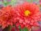 Chryzantema ,Marchewkowa - piekna jak róża